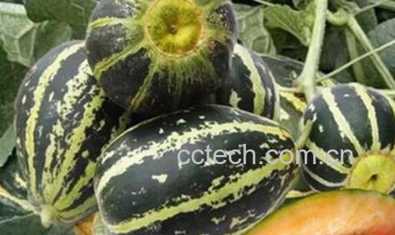 冰糖子瓜怎么吃 冰糖子瓜的食用方法-1