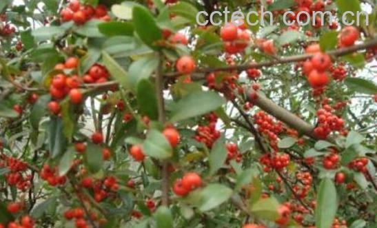 沙棘红果的功效与作用-0