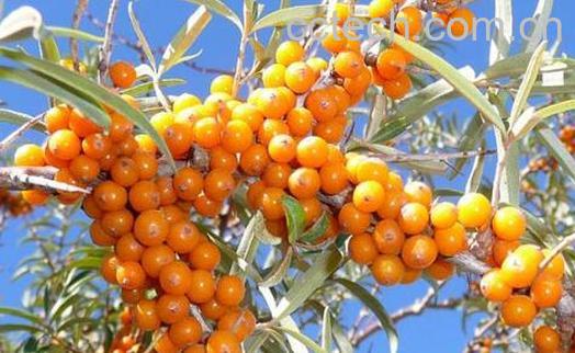 沙棘的十大功效与作用-1