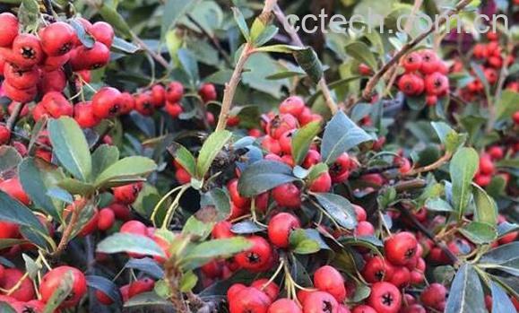 沙棘红果的功效与作用-1