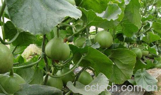 绿宝石瓜如何种植 绿宝石瓜的种植方法-1