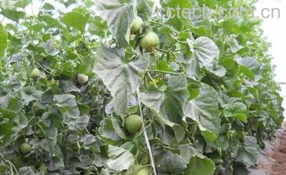 绿宝石瓜如何种植 绿宝石瓜的种植方法-0