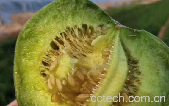 绿宝石瓜怎么吃 绿宝石瓜的食用方法-1