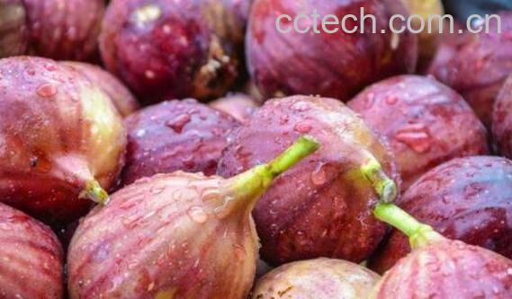 5种人不能吃无花果 吃无花果的禁忌有哪些-1