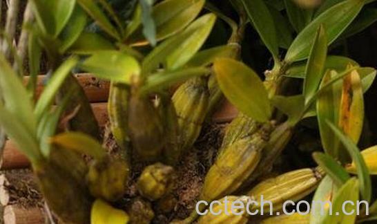 石斛对男人的功效-1