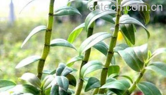 石斛对男人的功效-0