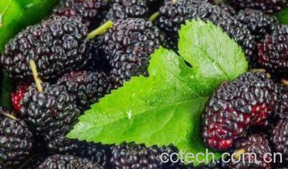 4大壮阳水果 这一种壮阳水果我们经常吃-0