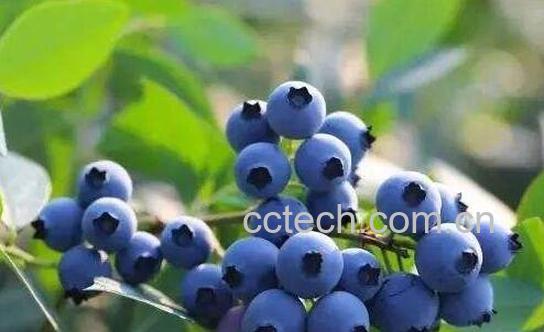 4大壮阳水果 这一种壮阳水果我们经常吃-1