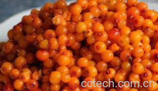 沙棘果对女人功效与作用-0