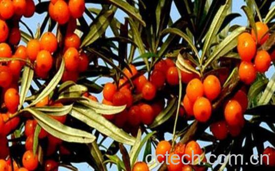 沙棘果对女人功效与作用-1