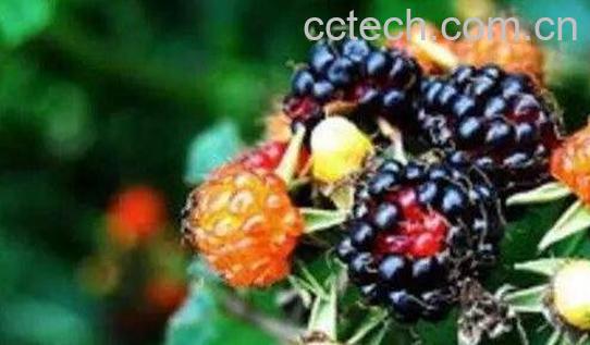 黑泡果的功效与作用 黑泡果的药用价值-0