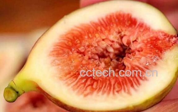 无花果汁的功效与作用及禁忌-0