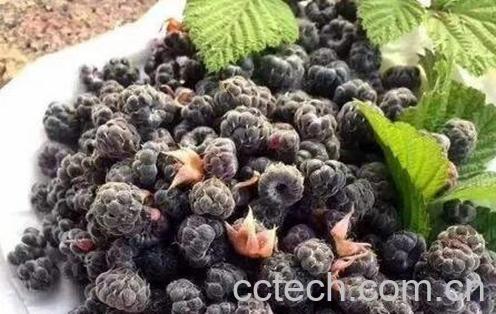 紫泡的功效与作用 紫泡的副作用-1