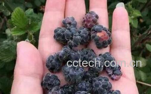 紫泡的功效与作用 紫泡的副作用-0