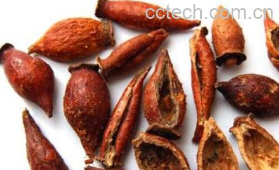 刺橄榄的功效与作用 刺橄榄的药用价值-1