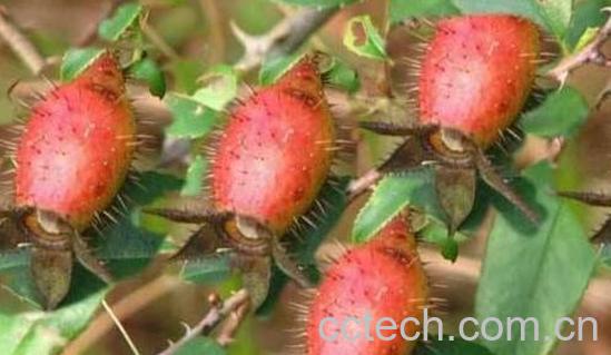 刺橄榄的功效与作用 刺橄榄的药用价值-0