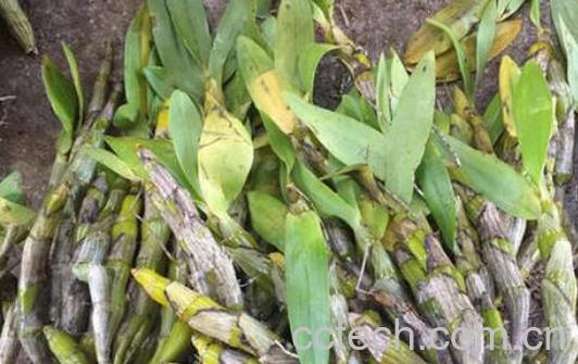 短棒石斛的功效与作用 短棒石斛的药用价值-1