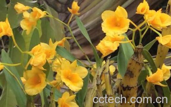 短棒石斛的功效与作用 短棒石斛的药用价值-0