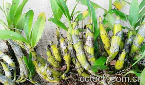 短棒石斛能食用吗 短棒石斛怎么吃-0