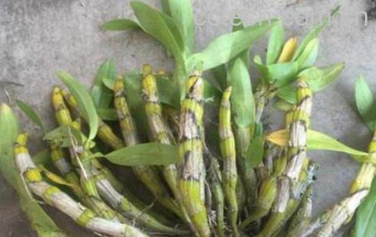 短棒石斛能食用吗 短棒石斛怎么吃-1