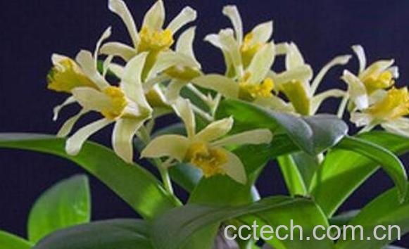 虎牙石斛怎样吃 虎牙石斛的食用方法-0