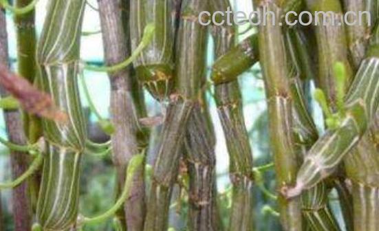 叠鞘石斛的功效与作用 叠鞘石斛的药用价值-1