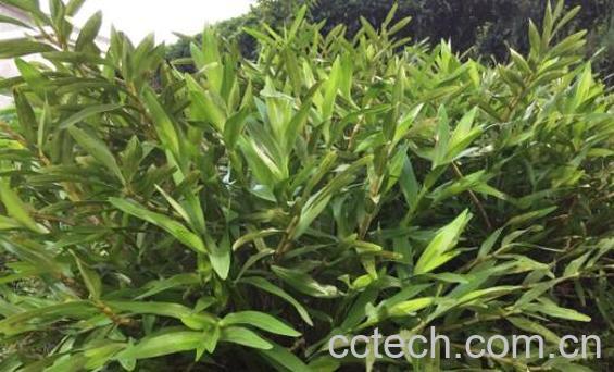 叠鞘石斛的功效与作用 叠鞘石斛的药用价值-0