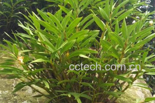 叠鞘石斛在家怎么养-1