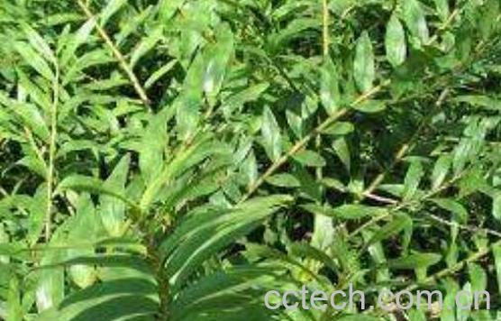 叠鞘石斛在家怎么养-0