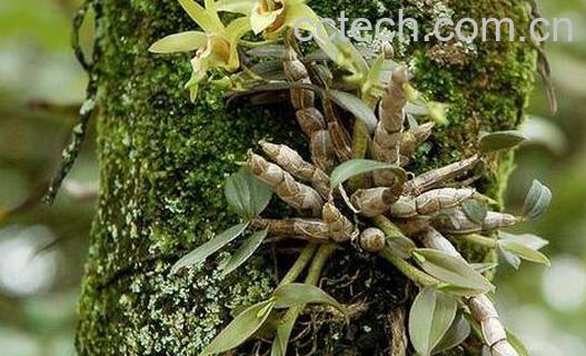 女人每天喝铁皮石斛的好处-0