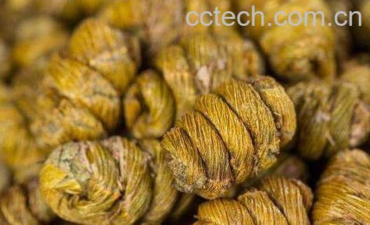 女人每天喝铁皮石斛的好处-1