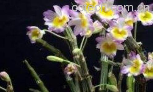 玫瑰石斛的功效与作用及药用价值-0