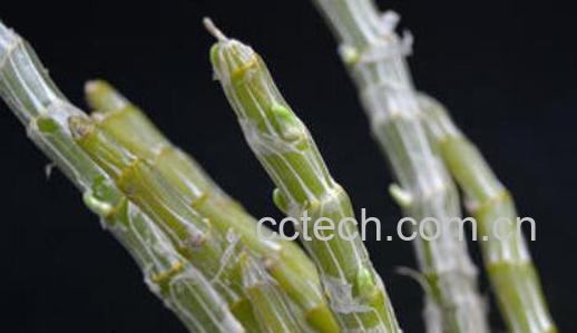 玫瑰石斛的功效与作用及药用价值-1