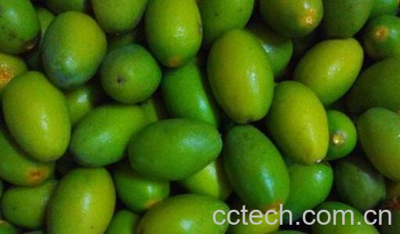 甜橄榄果的功效与作用-0