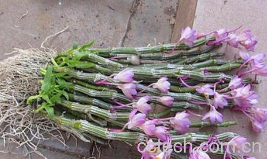 玫瑰石斛怎么吃 玫瑰石斛的食用方法-0