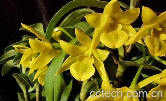 翅梗石斛的功效与作用 翅梗石斛的药用价值-0