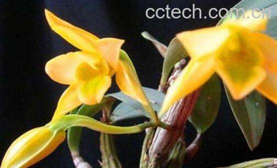 翅梗石斛的功效与作用 翅梗石斛的药用价值-1