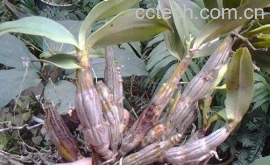 翅梗石斛的种植方法-1