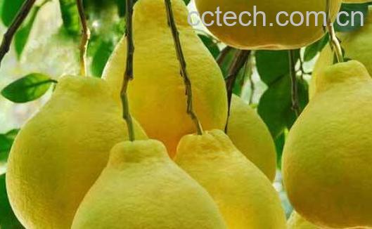 酸柚子的功效与作用-1