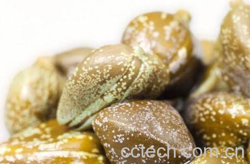 刺山柑的功效与作用-1