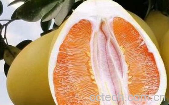 大柚子的功效与作用及禁忌-1