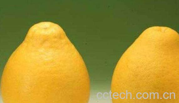 大柚子的功效与作用及禁忌-0