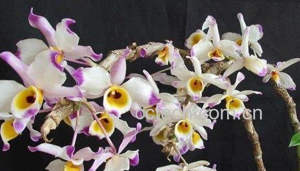 大苞鞘石斛的功效与作用 大苞鞘石斛的药用价值-0