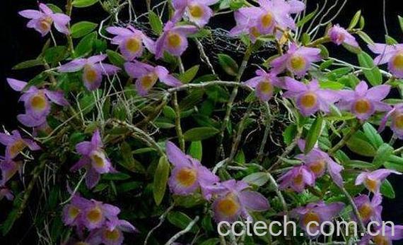 环草石斛的功效与作用 环草石斛多少钱一斤-1