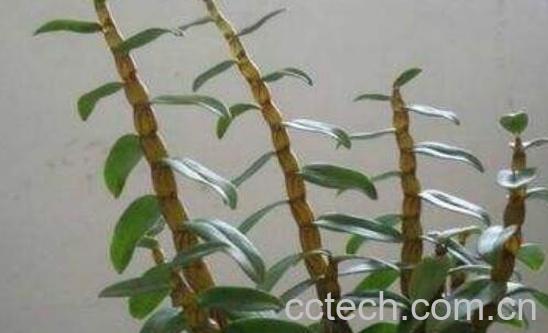 环草石斛的功效与作用 环草石斛多少钱一斤-0