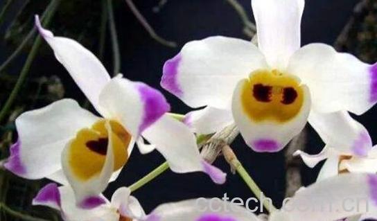 大苞鞘石斛的功效与作用 大苞鞘石斛的药用价值-1