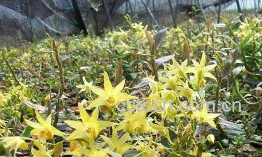 长期喝石斛花的功效与副作用-0