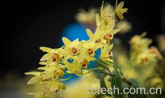 长期喝石斛花的功效与副作用-1