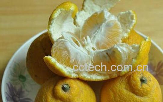 臭柑子皮的功效与作用-0