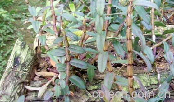 女人吃石斛的好处与害处-1